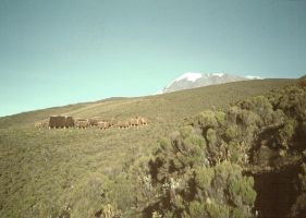 Second hut (Horombo) at 3700m