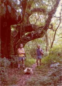 A tropical rain forest stroll