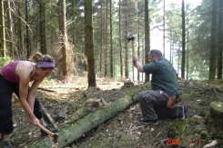 Chopping down a spruce tree