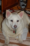 Paddy, Swedish Vallhund, born 14/10/1994