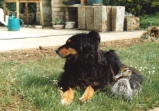 Sheba and Littlun, Faringdon c1988