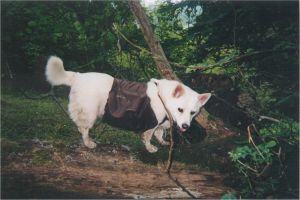 A thirsty dog