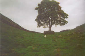 Pennine Way - Robin Hood's tree