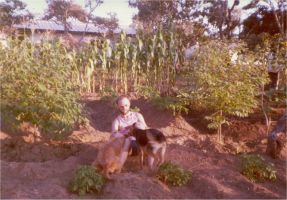 The garden
