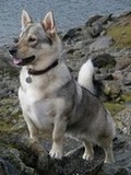 Erik the Viking, Swedish Vallhund, born 02/05/2011
