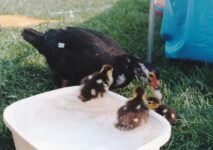 Littlun Babies